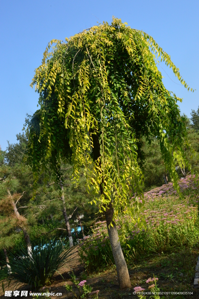 园林花草