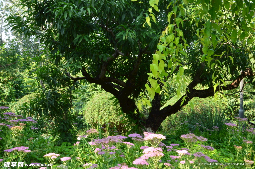 园林花草