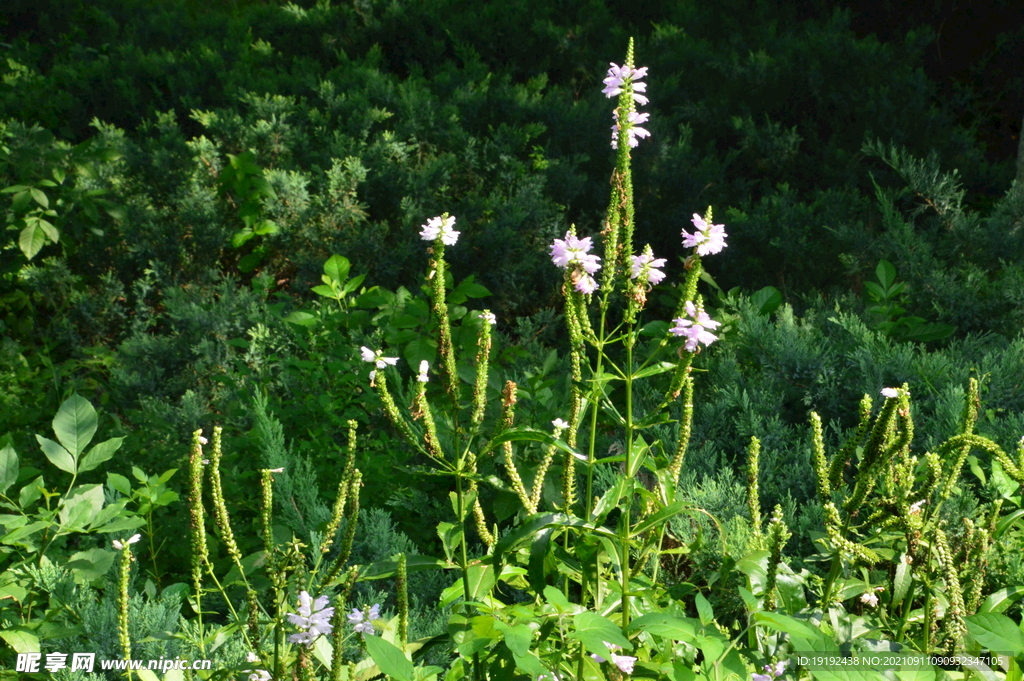 园林花草 