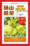砀山梨POP