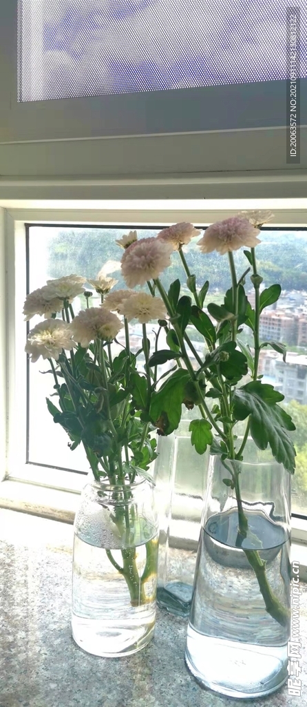 窗台上的小菊