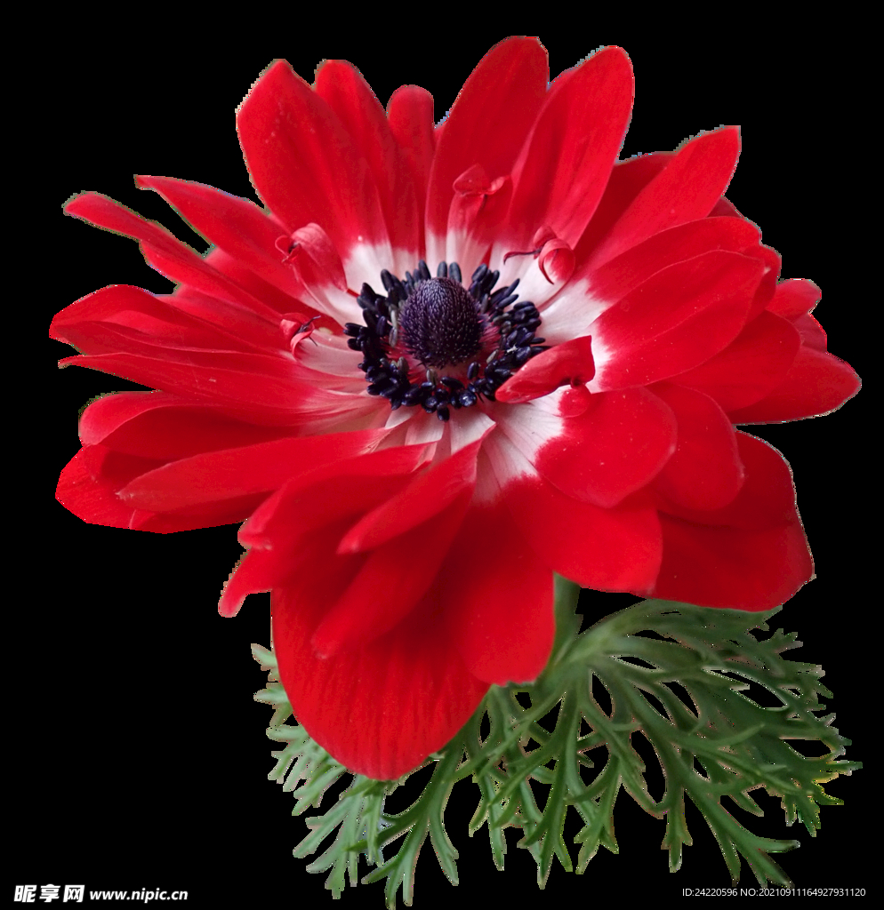 鲜花