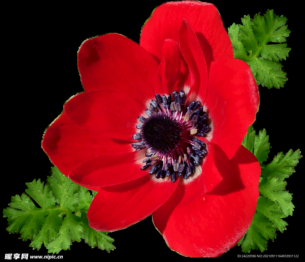 鲜花