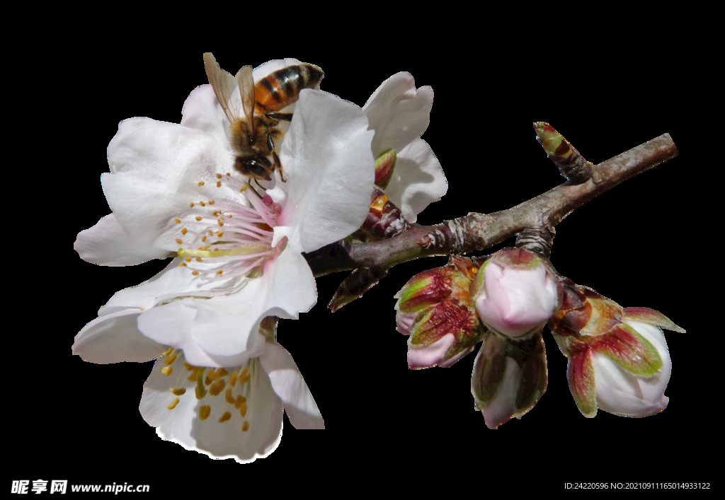 鲜花