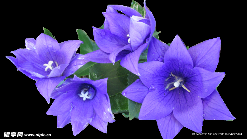 鲜花