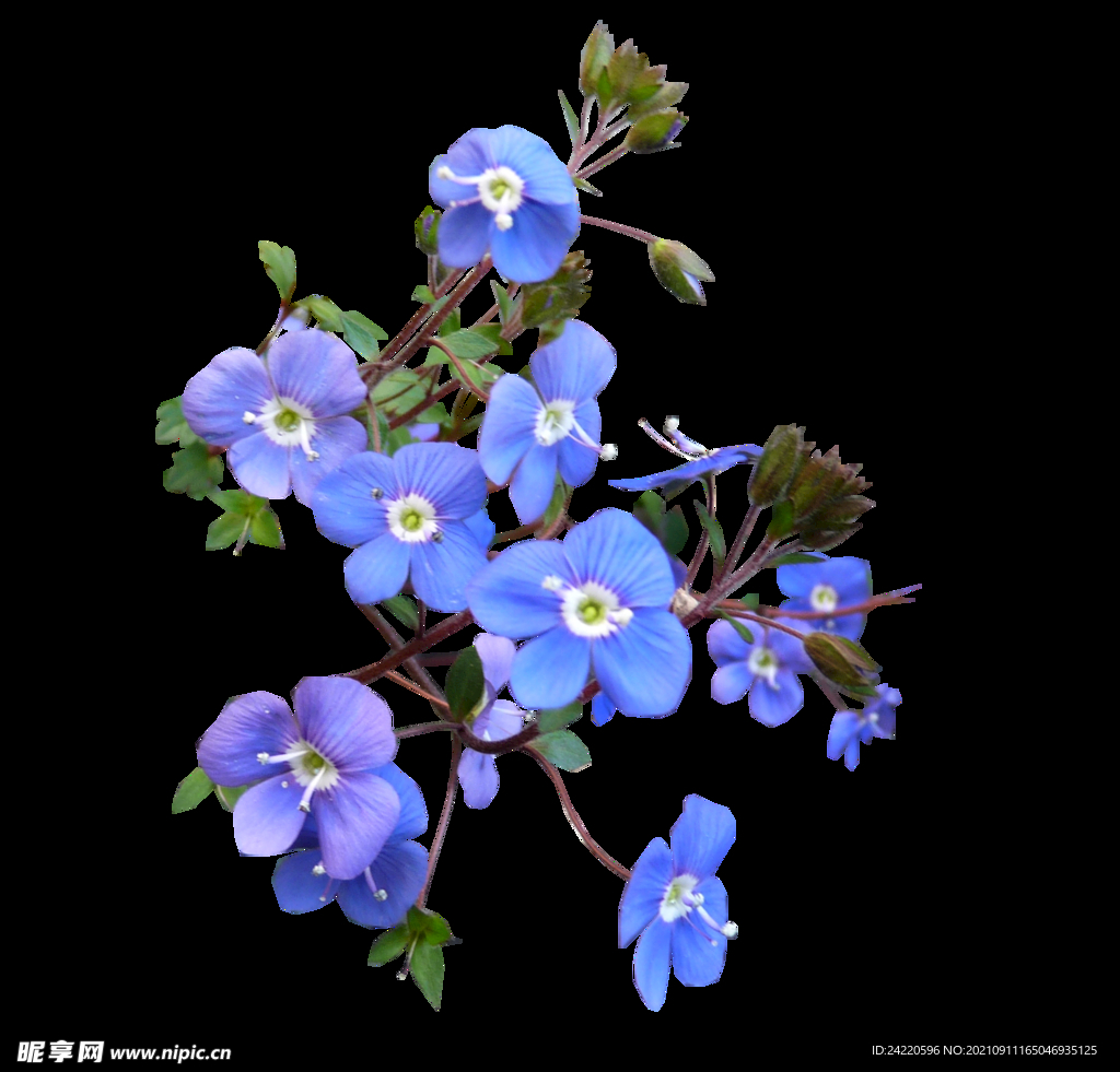 鲜花