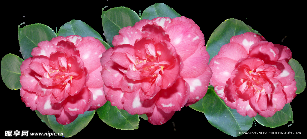 鲜花