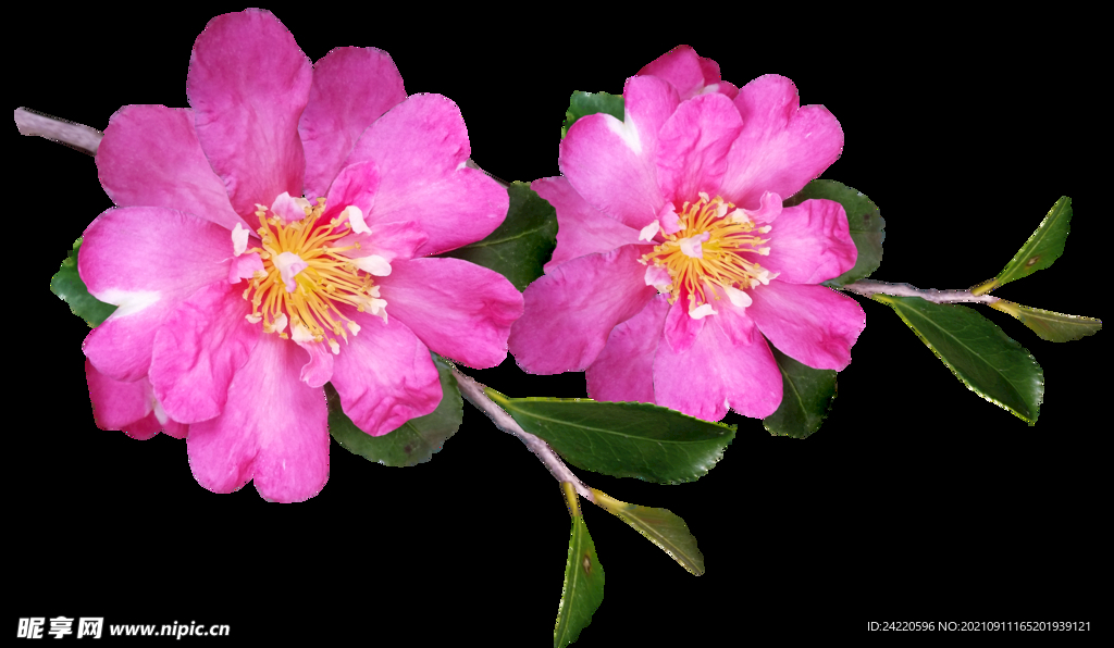 鲜花