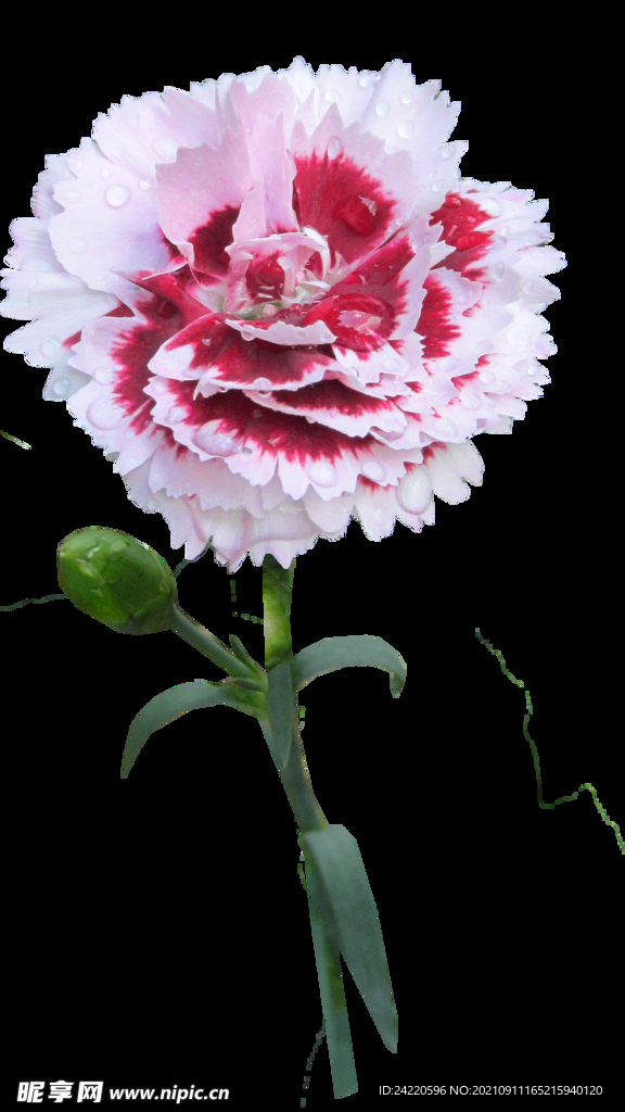 鲜花