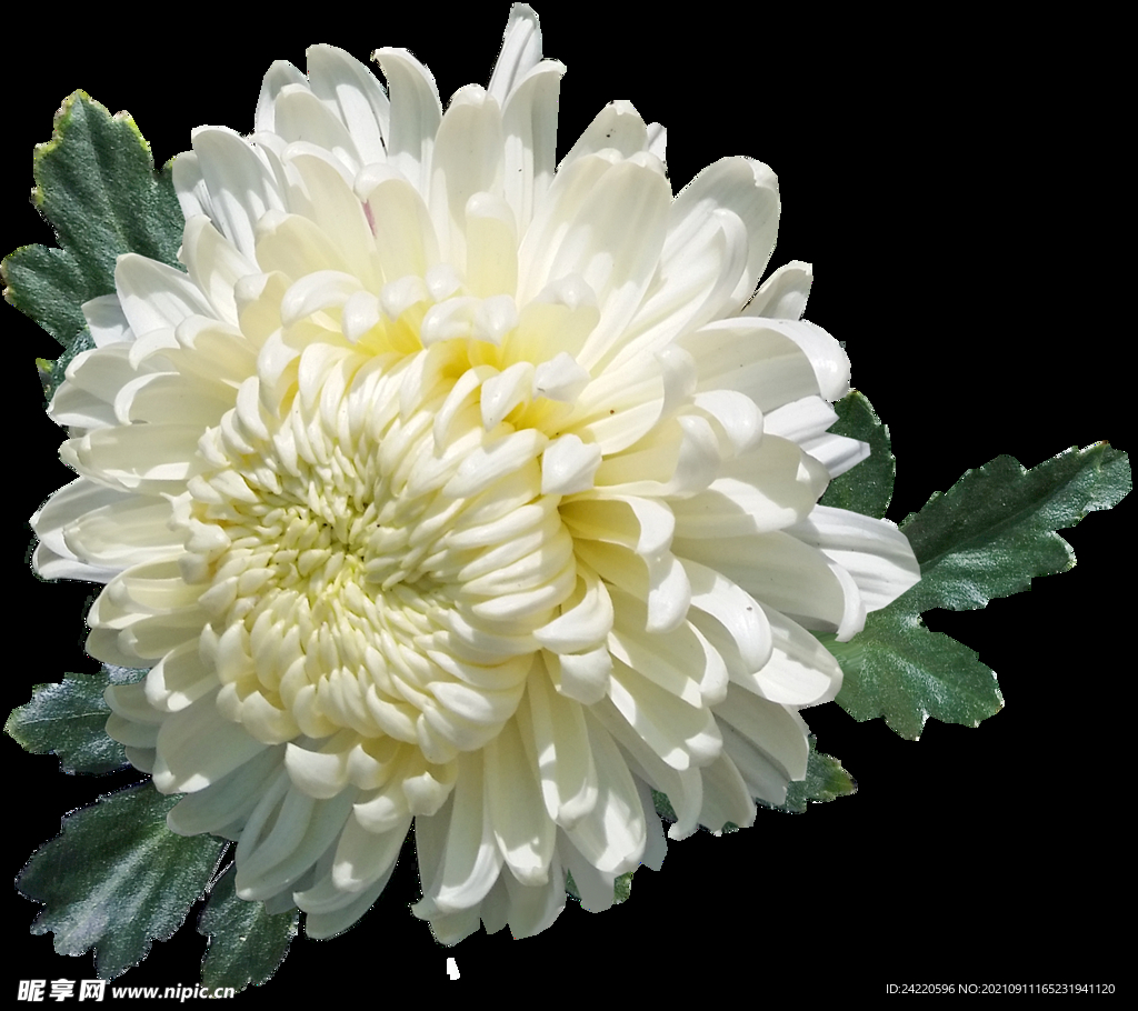鲜花