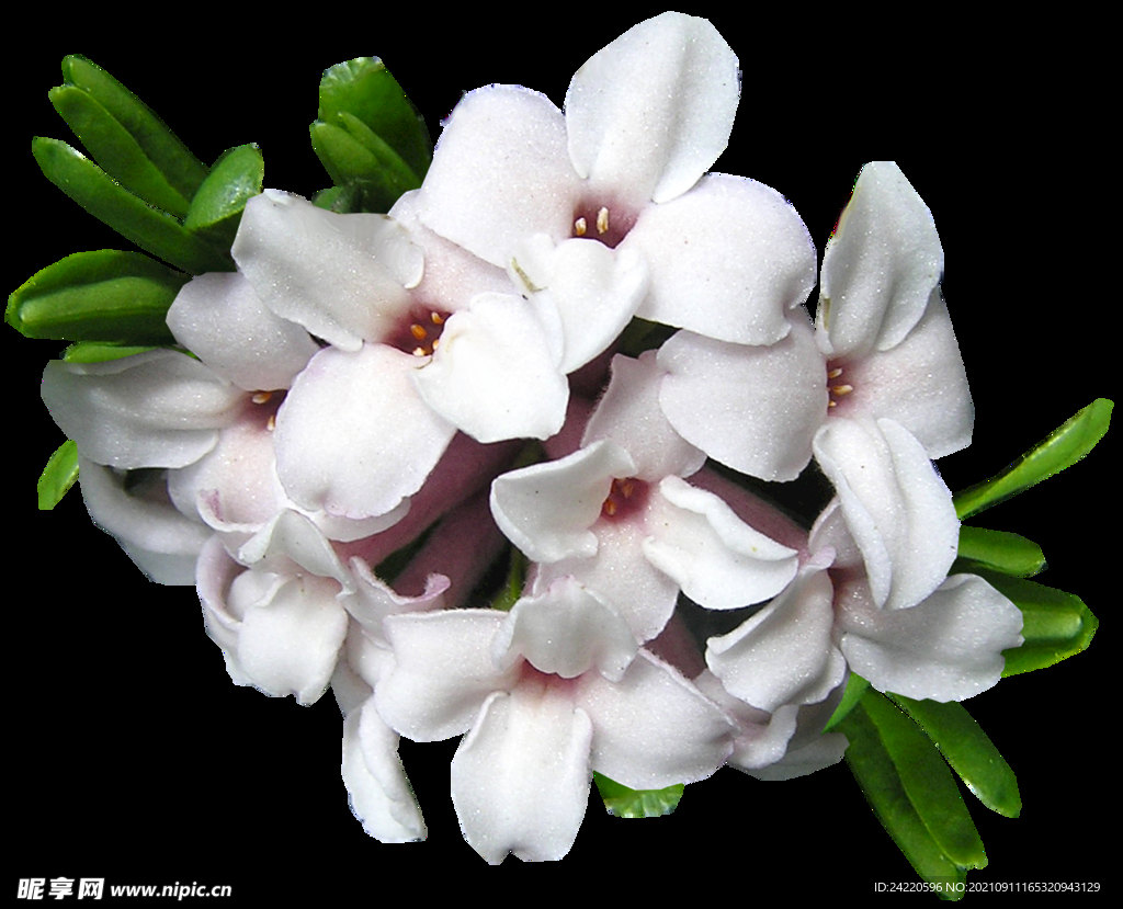 鲜花