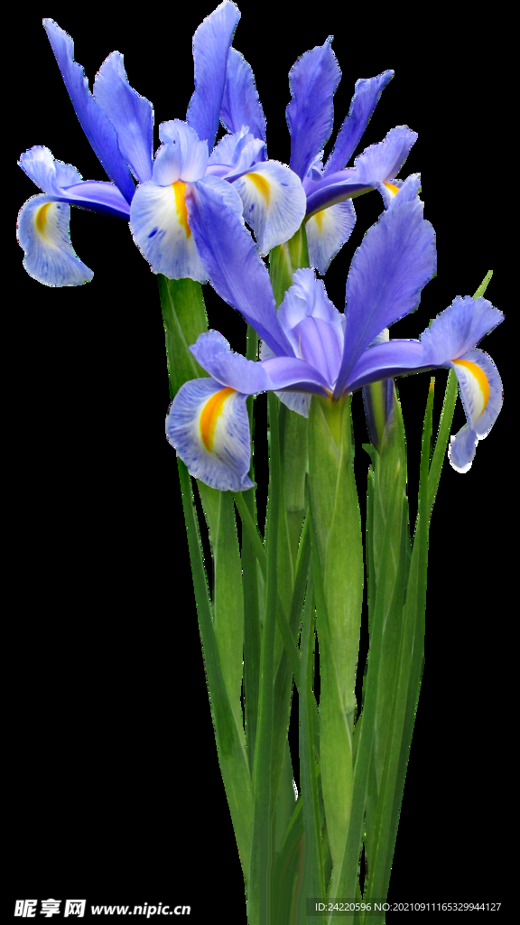 鲜花