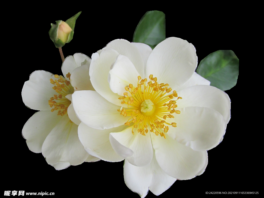鲜花