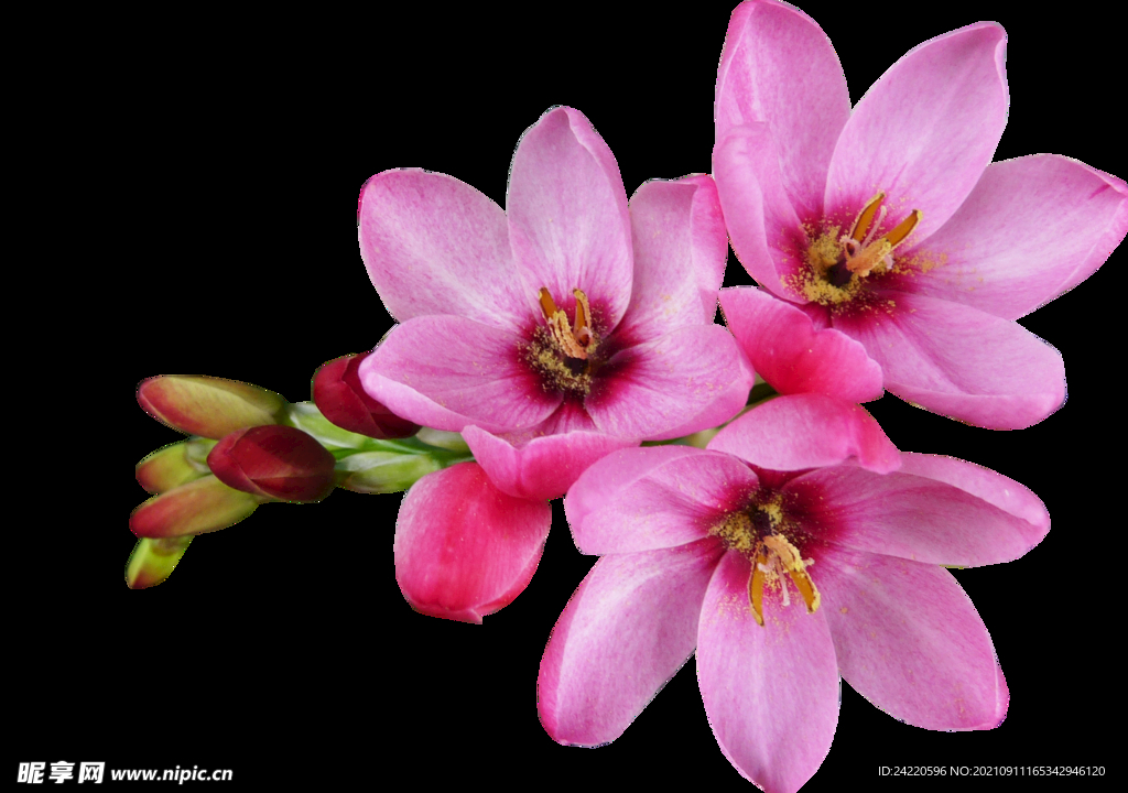 鲜花