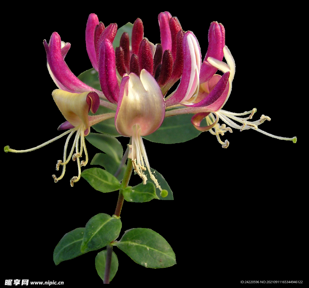 鲜花