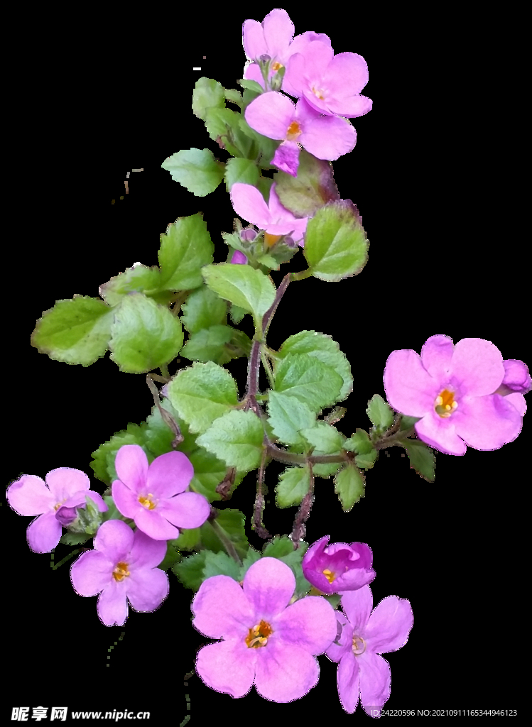 鲜花