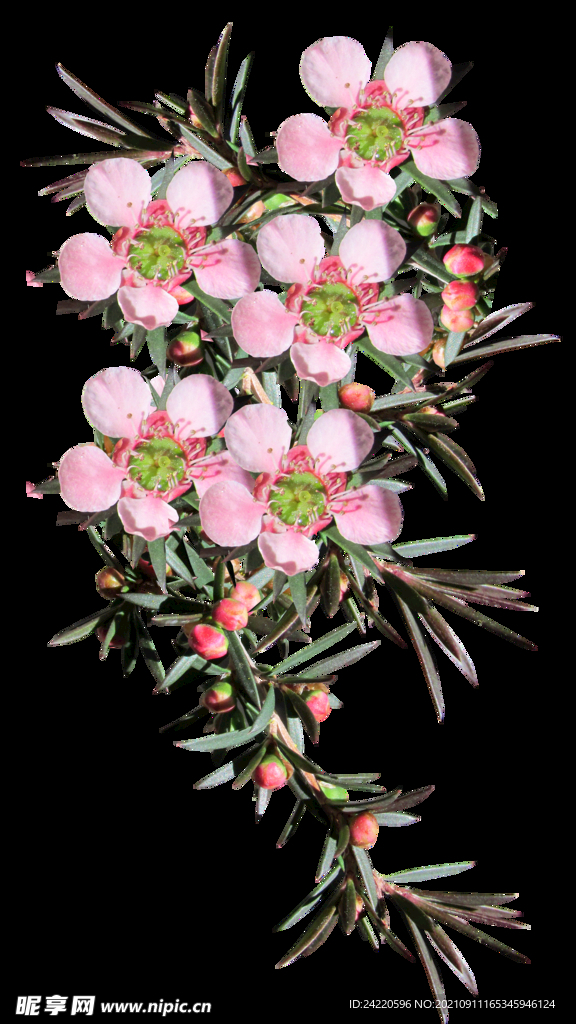 鲜花