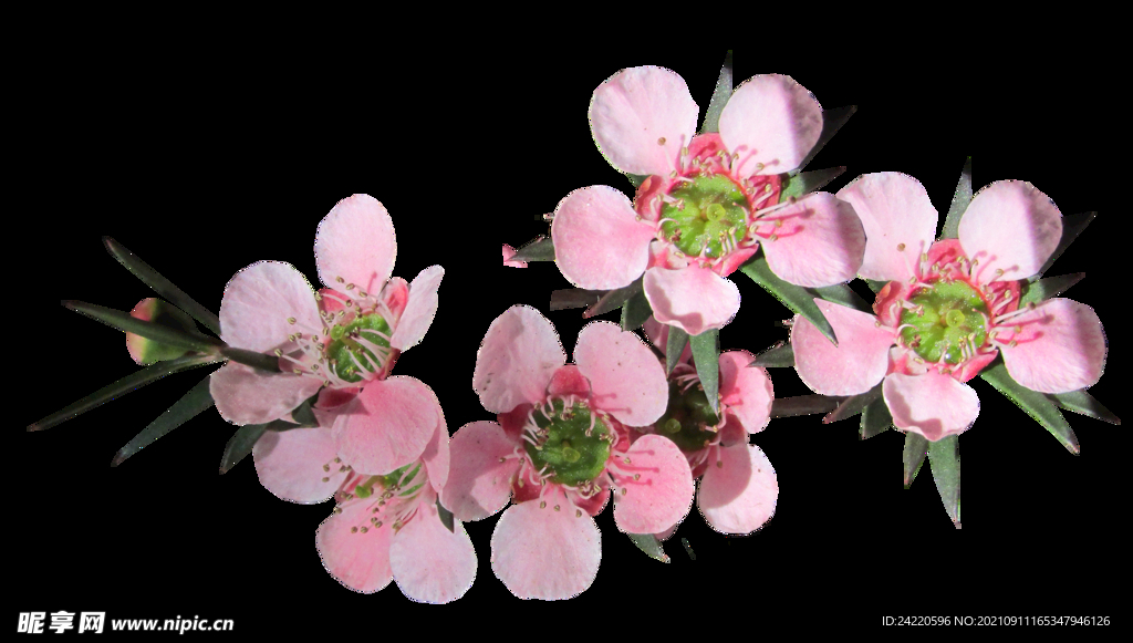 鲜花