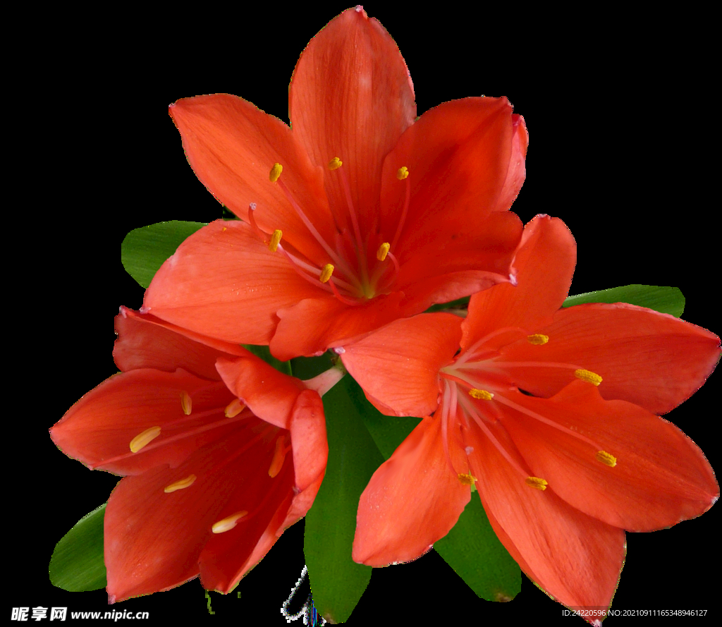 鲜花