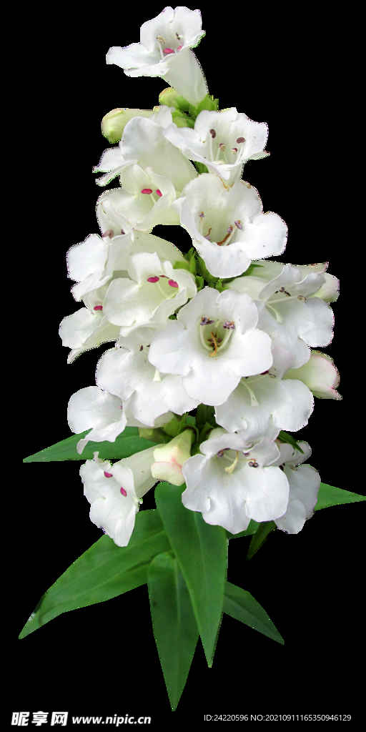 鲜花