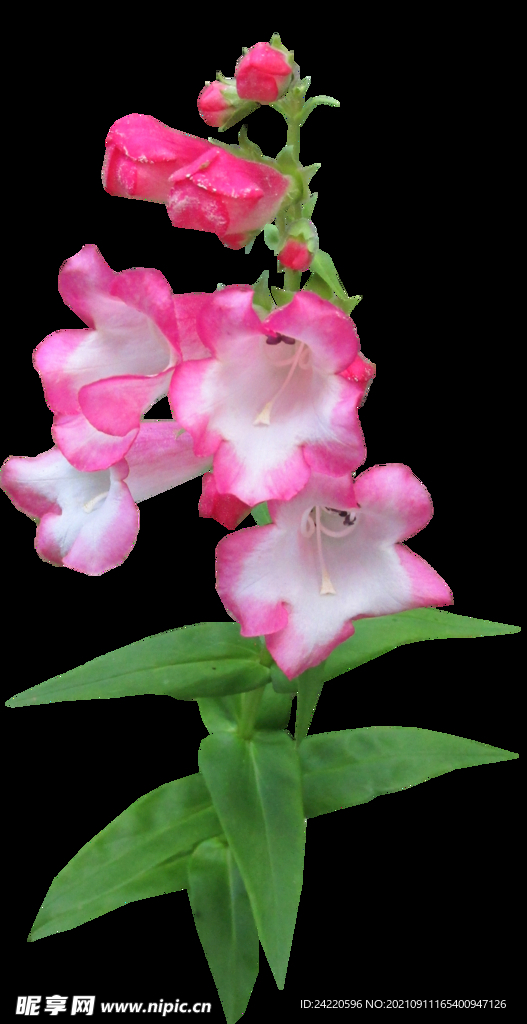 鲜花