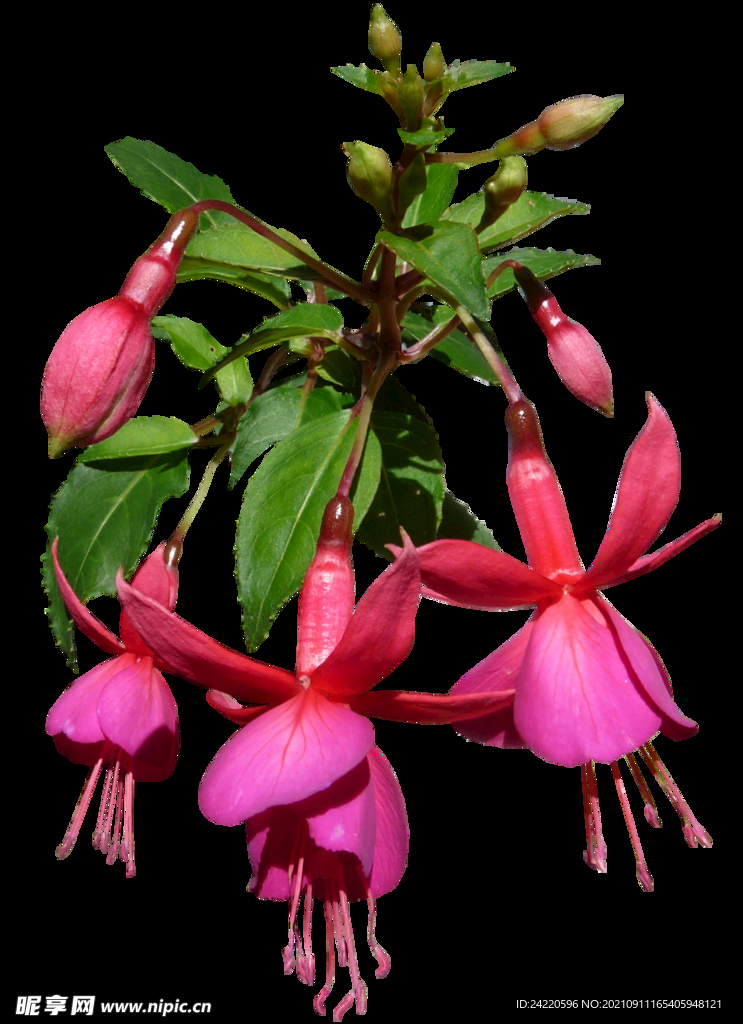 鲜花