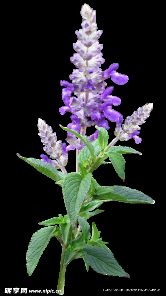 鲜花