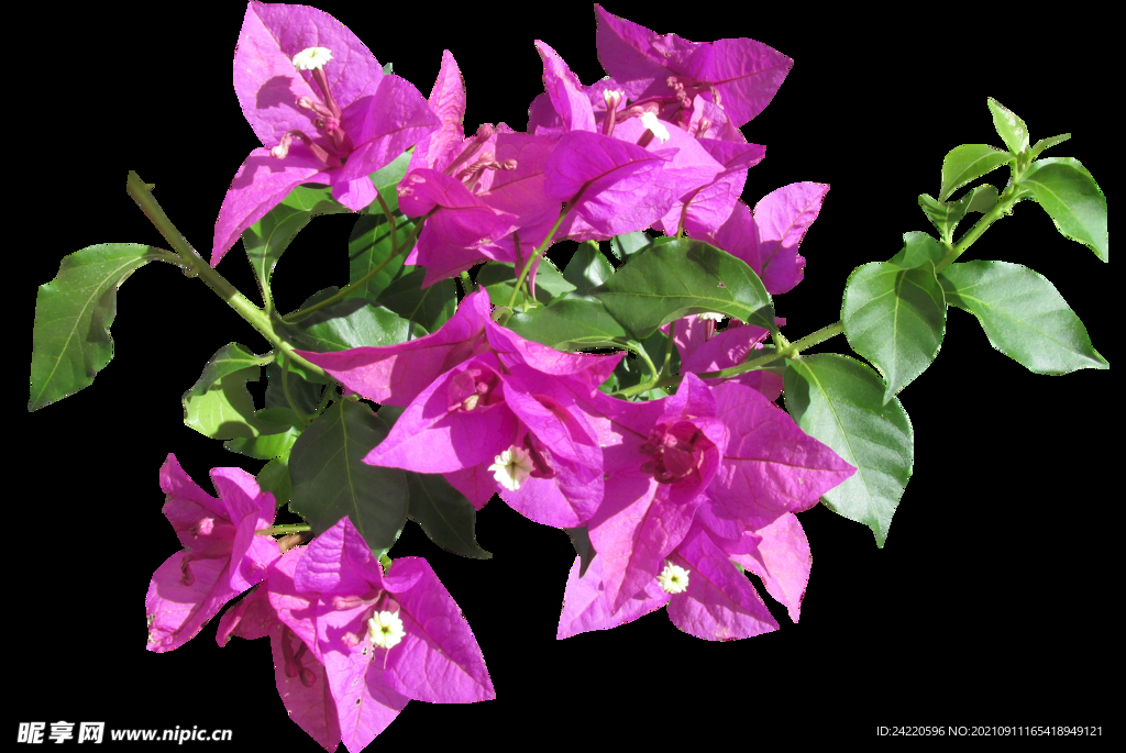 鲜花