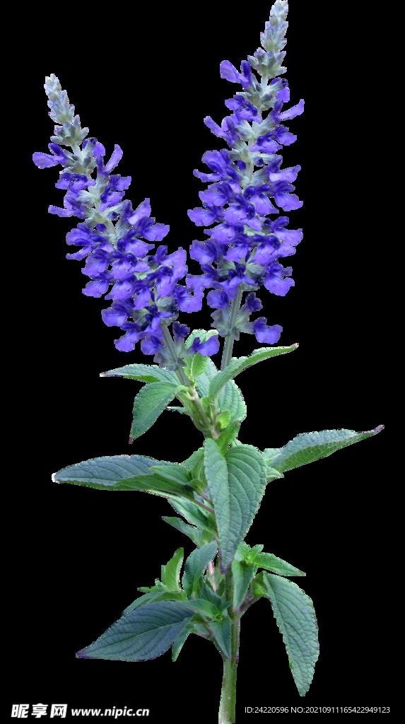 鲜花