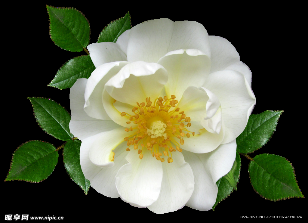 鲜花