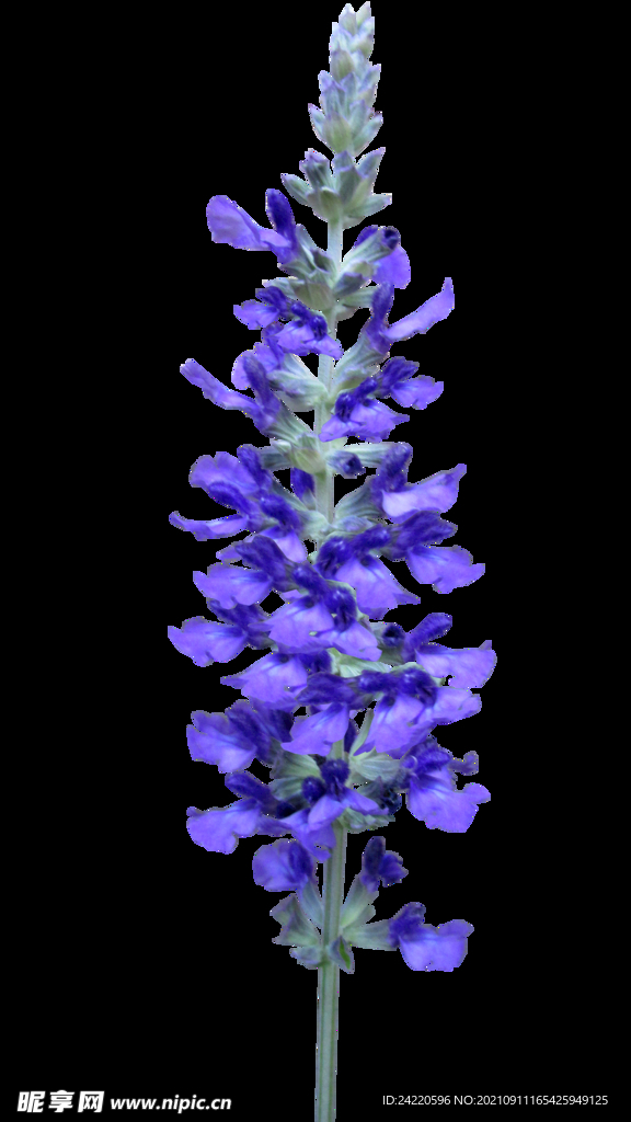 鲜花