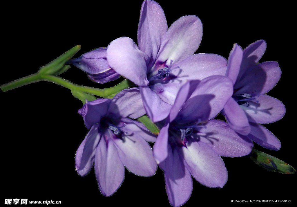 鲜花