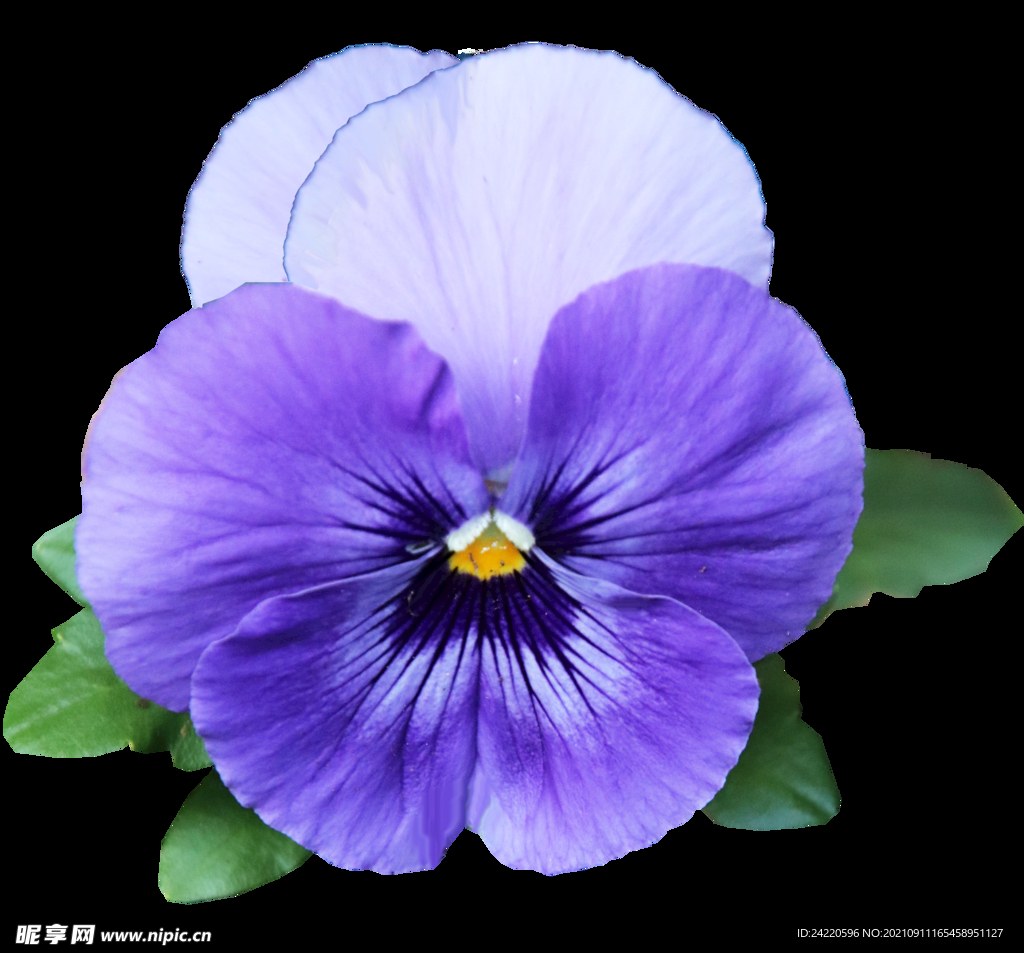 鲜花