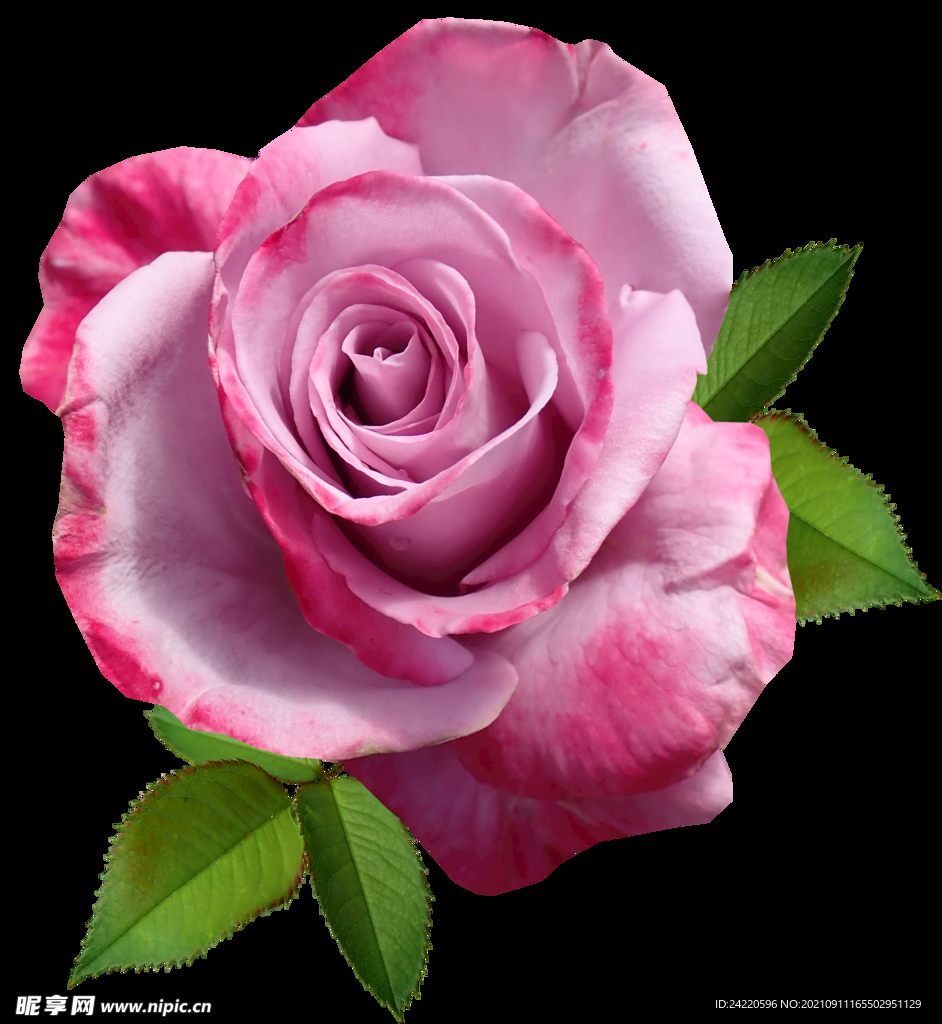 玫瑰花