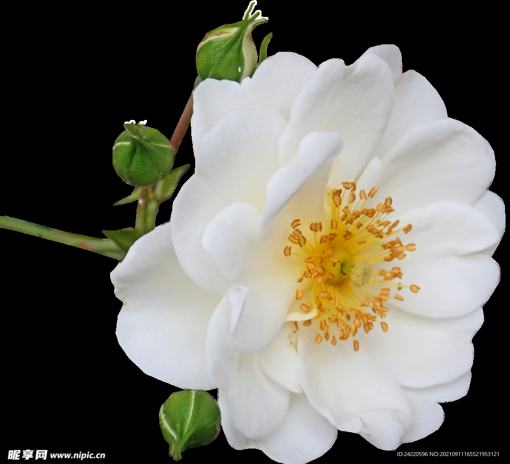 鲜花