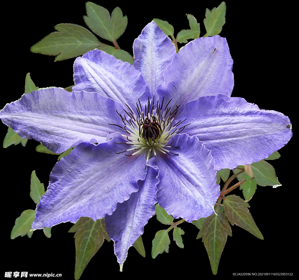 鲜花