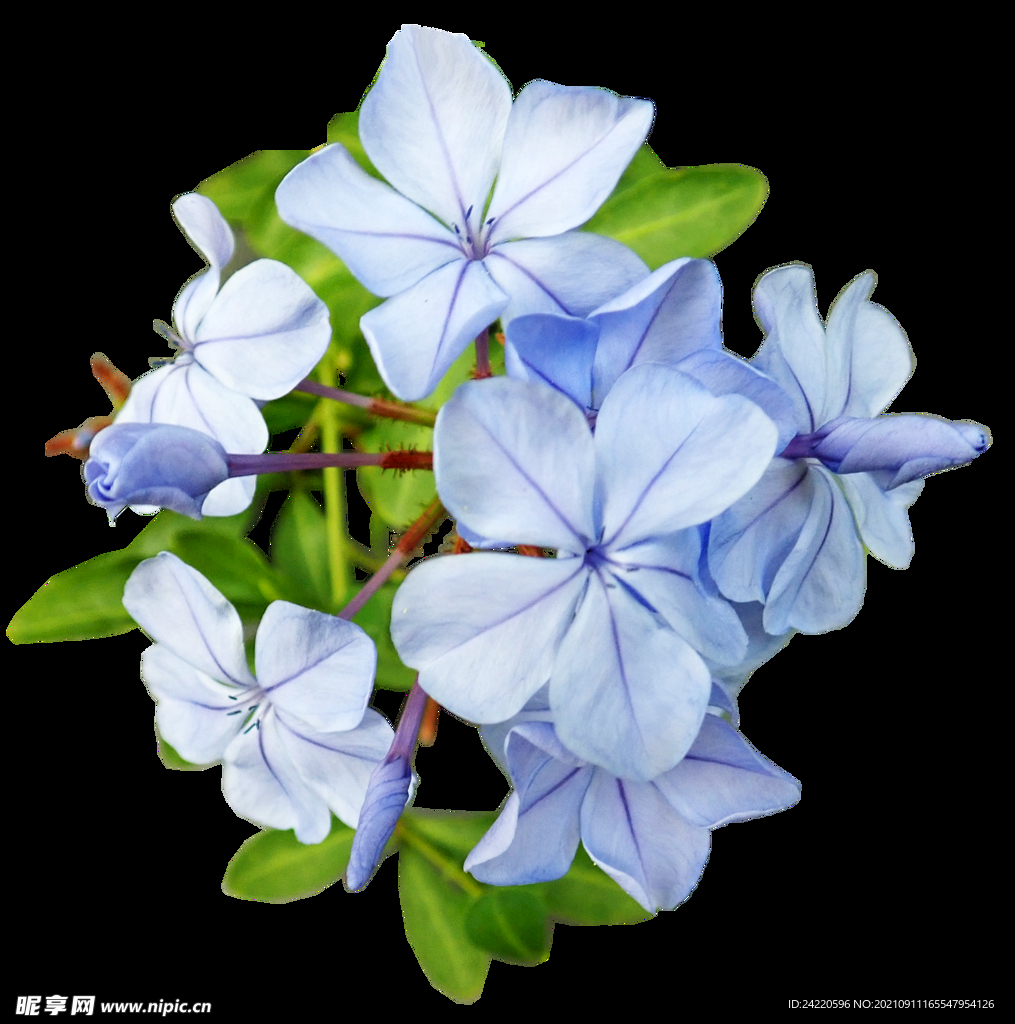 鲜花