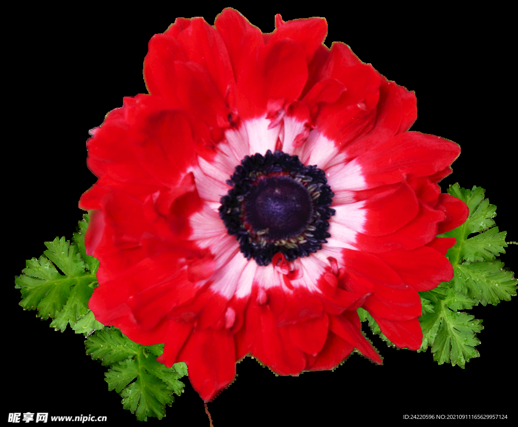 鲜花