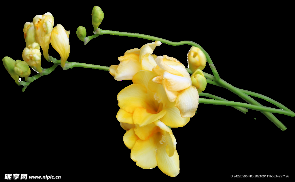 鲜花