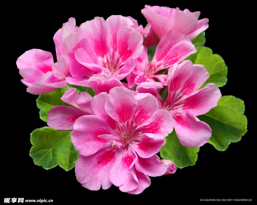 鲜花
