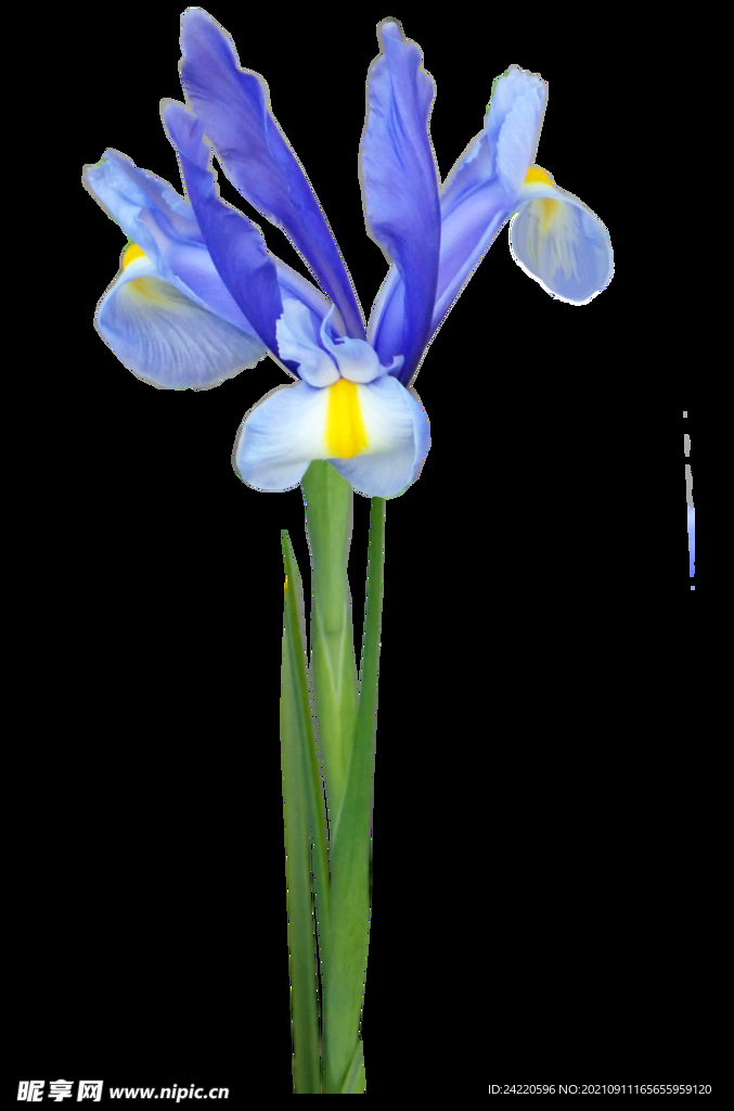 鲜花
