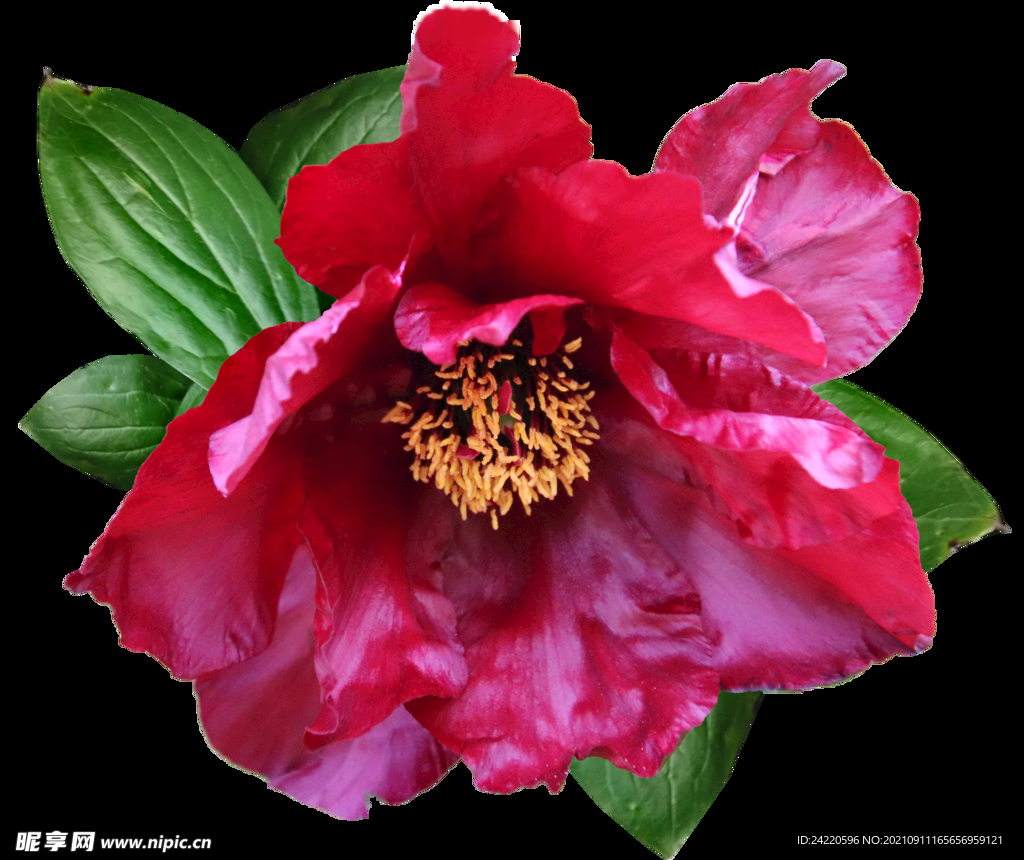 鲜花