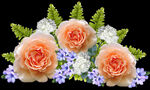 玫瑰花