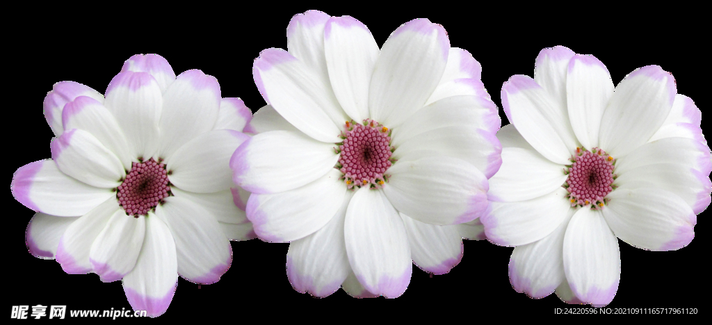 鲜花
