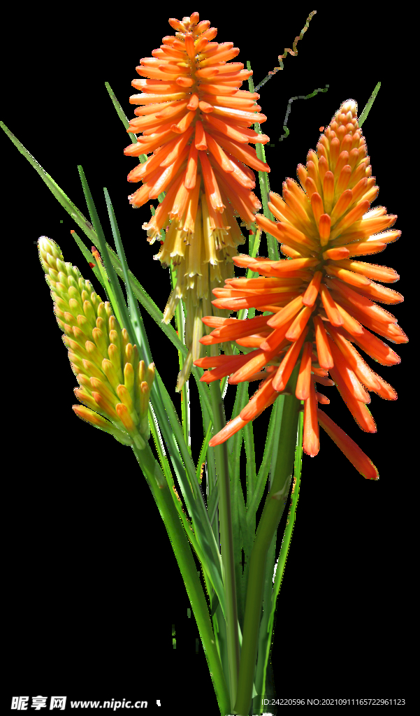 鲜花