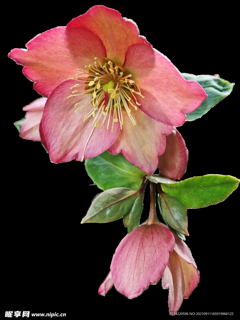 鲜花