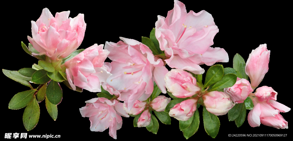 鲜花