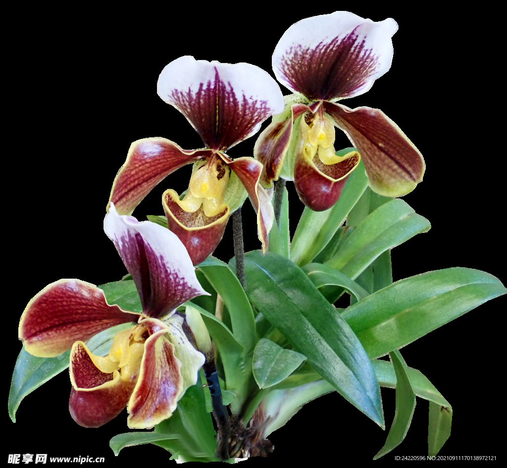 鲜花