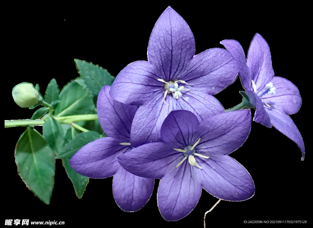 鲜花