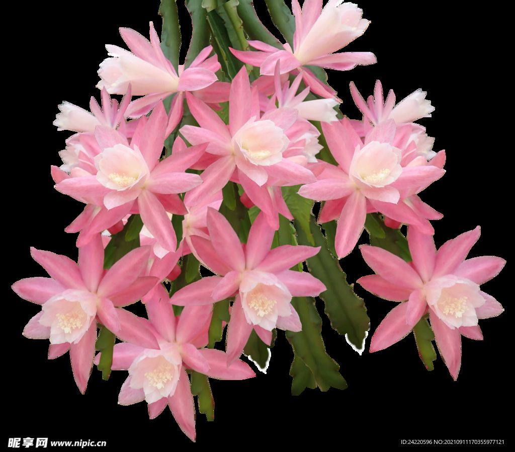 鲜花